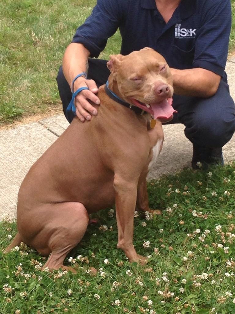 Pit Licking Pit Licking